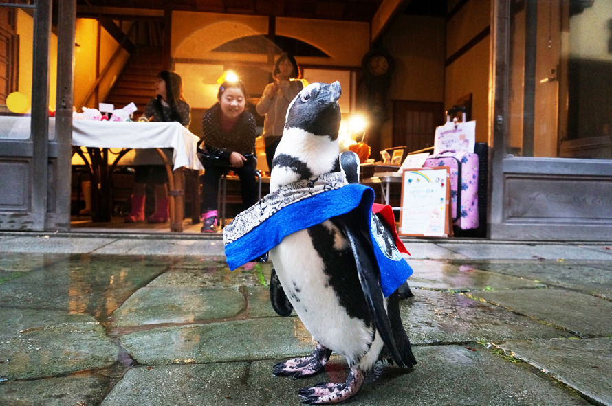 「ペンギンと青石畳」ピーター（島根県）